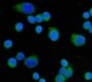 Anti-CD55 Antibody Picoband™ (monoclonal, 9F3A1)